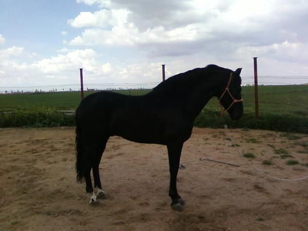 Caballo semental de cubricion