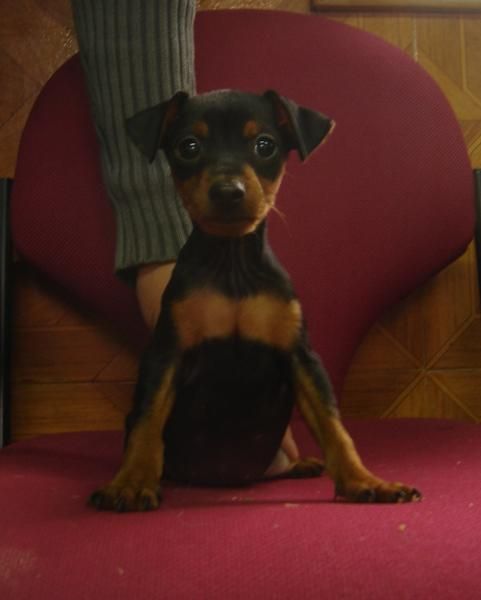 CACHORROS DE PINSCHER MINI 450