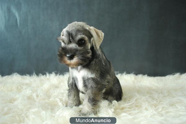 CACHORROS DE SCHNAUZER MINI, CON PEDIGRE . WWW.DOOGS.ES