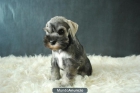 CACHORROS DE SCHNAUZER MINI, CON PEDIGRE . WWW.DOOGS.ES - mejor precio | unprecio.es