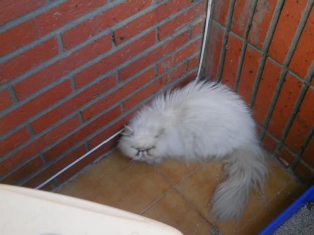 se vende gato persa americano autentico