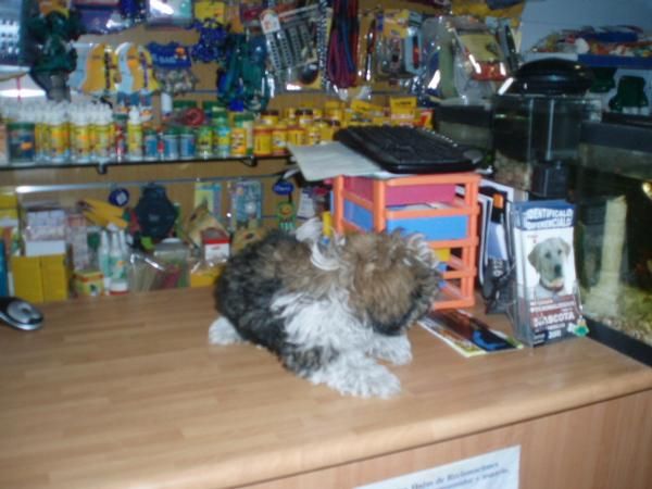 Shih tzu 295 euros