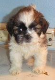 SHIH  TZU   385    OFERTA