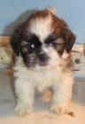 SHIH TZU 385 OFERTA - mejor precio | unprecio.es