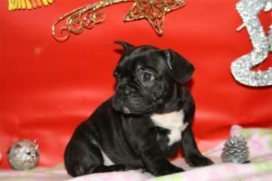 VENDO CACHORROS BULLDOG FRANCES PRECIOSOS NACIONALES