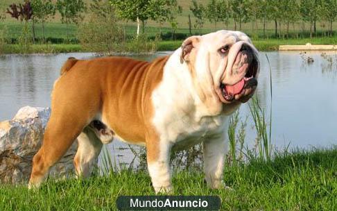 Bulldog ingles