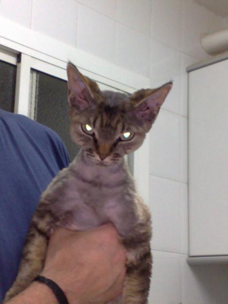 busco devon rex macho