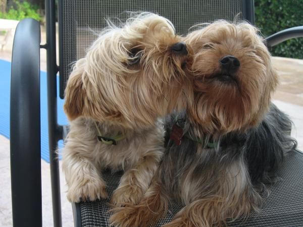 cachorro yorky