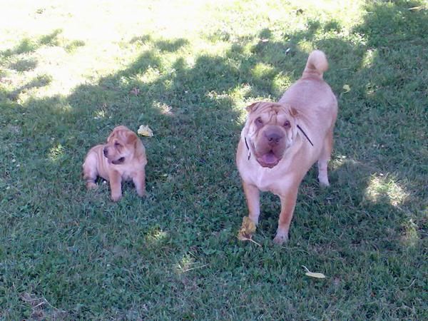 CACHORROS DE SHAR-PEI