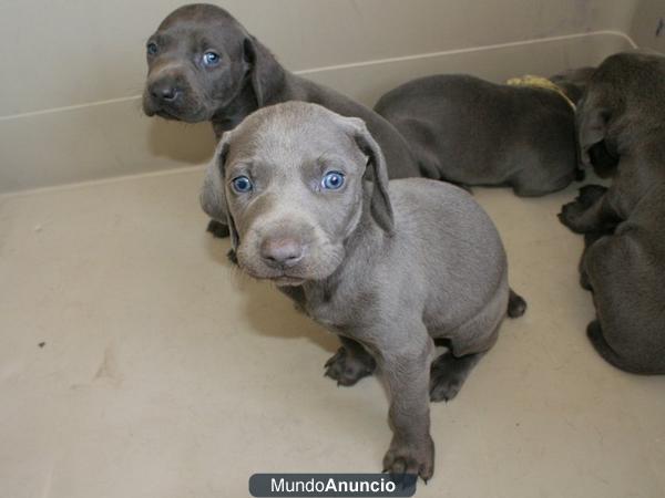 Cachorros weimaraner azul 	 Cachorros weimaraner azul 	 Cachorros weimaraner azul