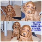 LINDAS CACHORRAS COCKER INGLES A 250 EUROS - mejor precio | unprecio.es