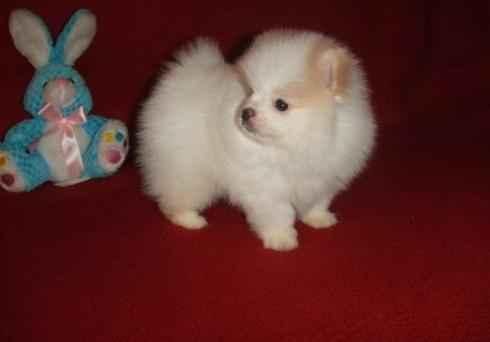 Masculino y Femenino cachorros de Pomerania.