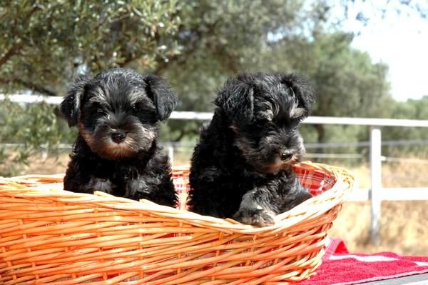 Preciosos cachorros shnauzer mini, negro/plata