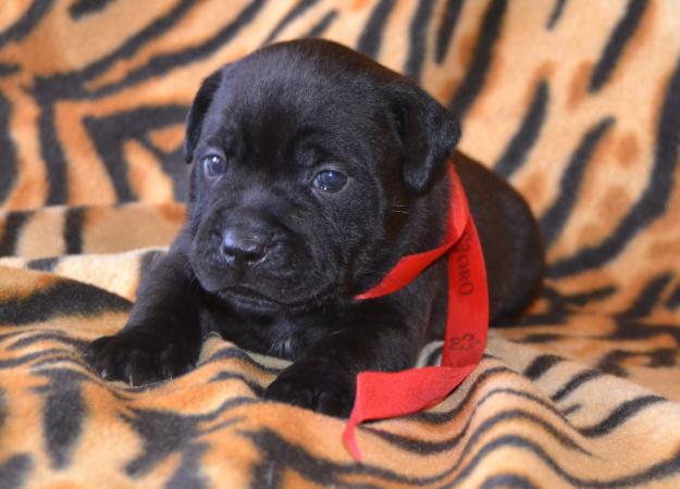 Stafforshire Bullterrier  VENTA.Venta de staffy,muy buena camada