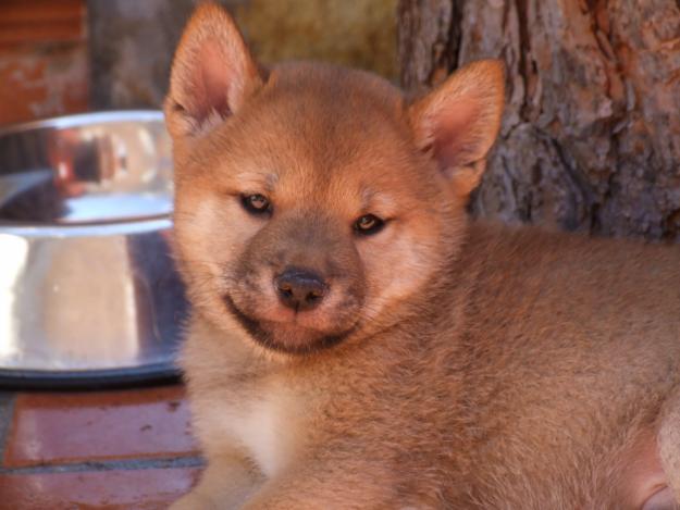 Vendo precioso Shiba Inu