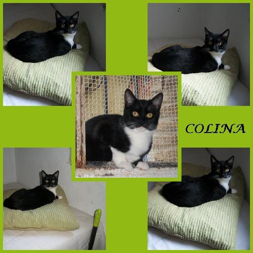 COLINA. Hermosa gatita en adopción. Sevilla. 				 	 Recibidos 		x