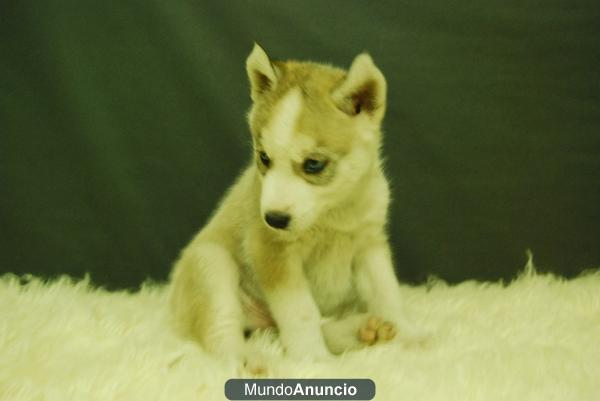 Husky siberiano, un buen regalo¡¡.. www.doogs.es