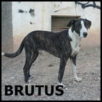 ADOPTA  A BRUTUS TODO UN BONACHON