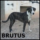 ADOPTA A BRUTUS TODO UN BONACHON - mejor precio | unprecio.es