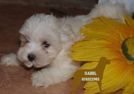 Bichon Maltes,dos meses y a buen precio