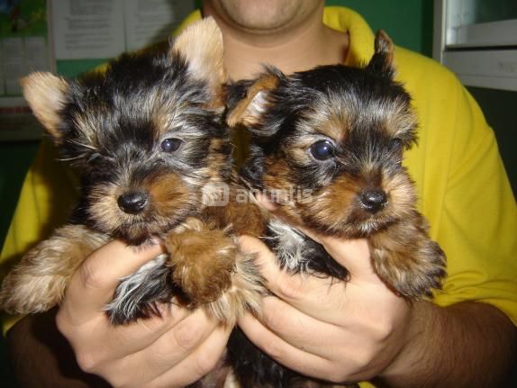 Cachorro de yorkshire terrier   140