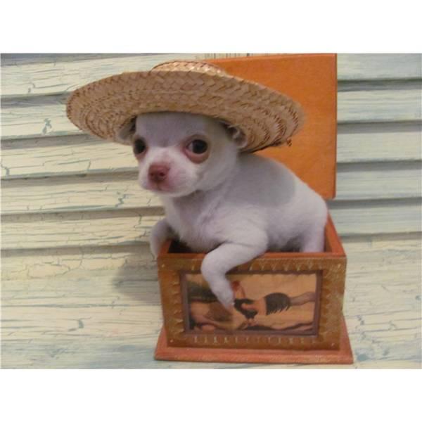 Cachorros De Chihuahuas excelentes