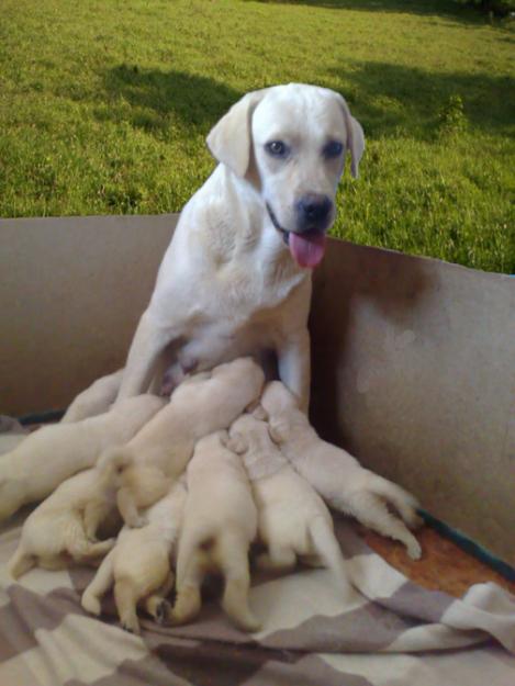 Cachorros de Labrador retriever