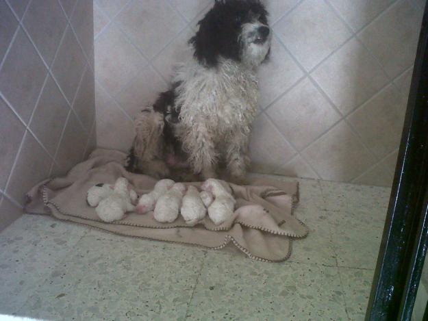 cachorros de perro de agua español