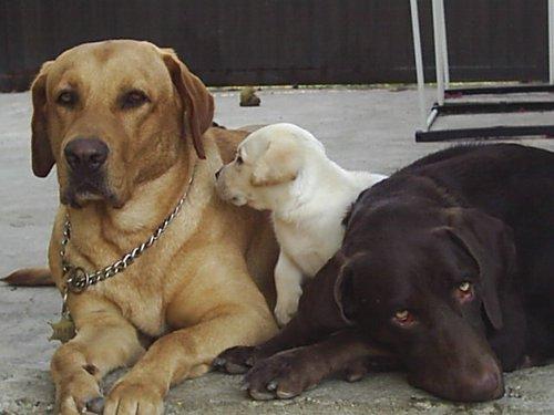 CANGURO DE MASCOTAS Y PASEADOR DE PERROS