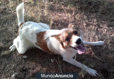 Chispa perrito de seis meses sin hogar