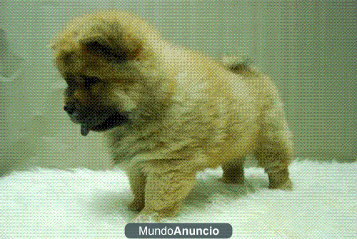 Chow Chow preciosos canelas