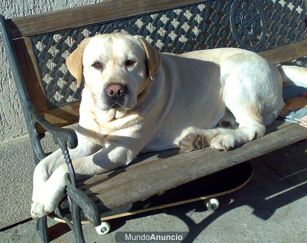 Espectaculares cachorros de Labrador Retriever con pedigree