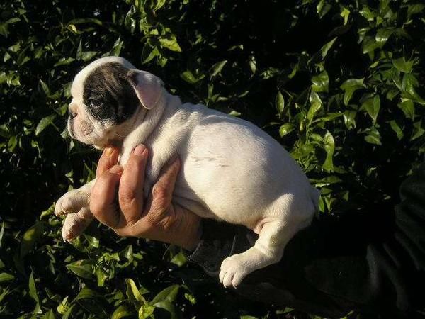 estupenda camada  Bulldog frances,