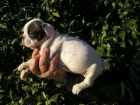 estupenda camada Bulldog frances, - mejor precio | unprecio.es