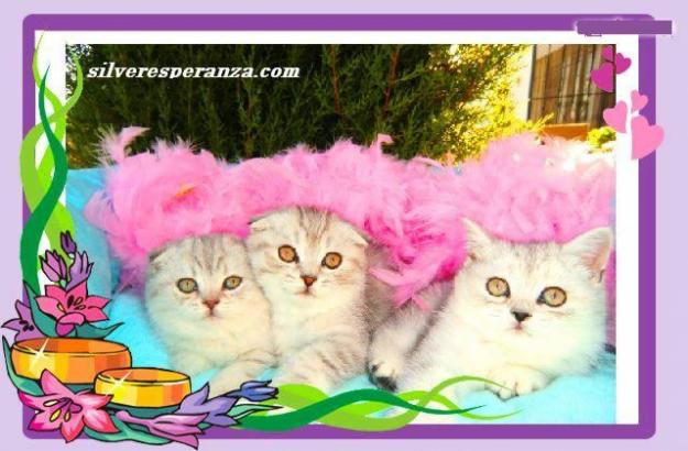 GATITOS SCOTTISH FOLD, BRITISH   con PEDIGREE y garantias sanitarias