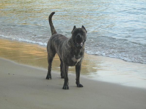 presa canario para montas