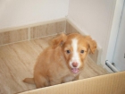 REGALO CACHORRO HEMBRA CRUCE GOLDEN RETRIEVER - mejor precio | unprecio.es