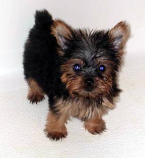 YORKIE ADORABLE CACHORRO PARA LA VENTA