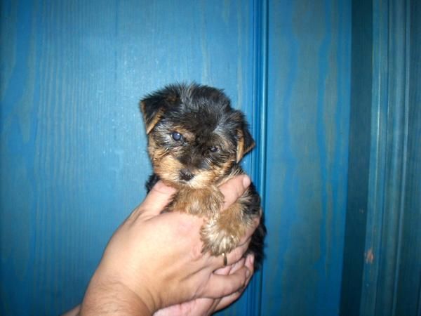 yorkshire terrier hembritas con pedigri (loe)