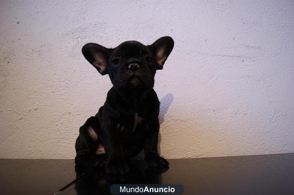 bulldog frances color negro con 2 meses para entregar