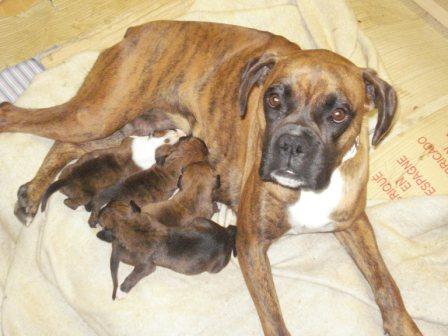 Cachorros boxer atigrados de dos meses y medio