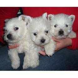 CACHORROS WEST HIGHLAND WHITE TERRIER , WESTYS