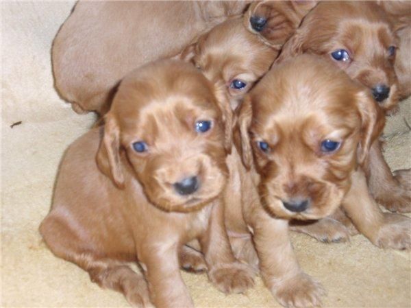 FOX TERRIER  Y COCKER INGLES 250 EUROS