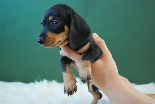 TECKEL MINIATURA CACHORROS DE CALIDAD CON 2 MESES