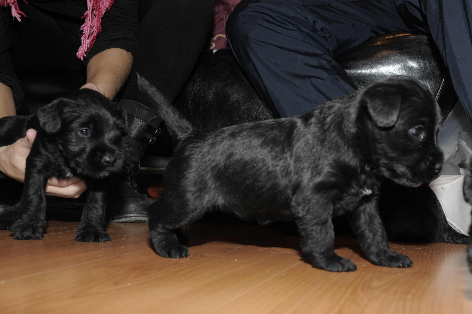 Vendo cachorro schnauzer mediano