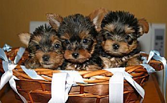 YORKSHIRE TERRIER ENANO 400 EUROS