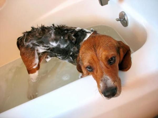 Baño perros a domicilio (SOLO BARCELONA)