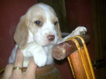 BEAGLES TRICOLOR Y TAMBIEN EN BLANCO Y LEMON (HEMBRAS) CON LOE EN MADRID