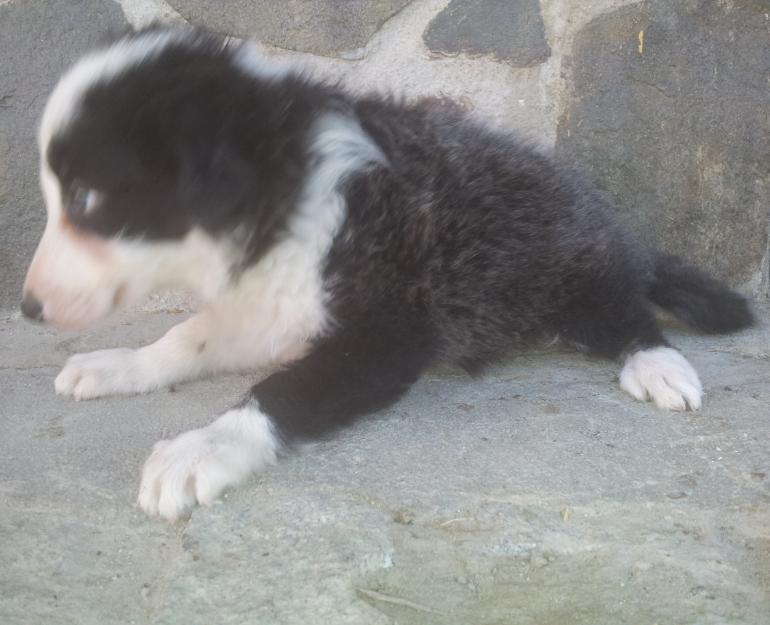 border collie