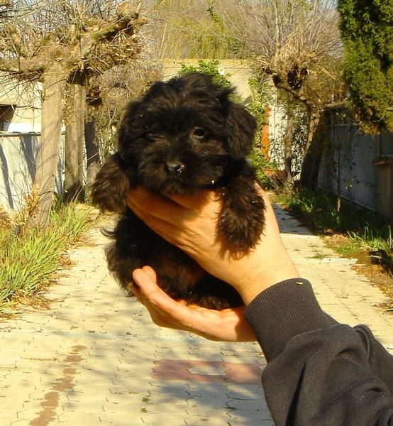 CACHORROS DE SCHNAUZER MINI 450